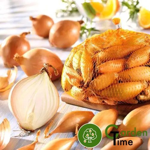 Лук севок Бамбергер (Вольф) | TOP Onions B.V. | 500 г 2558 фото