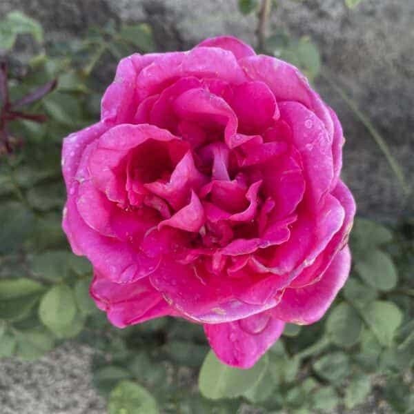 Саджанці троянди Біг Пурпл (Big Purple) 2025 фото