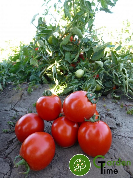 Томат Асвон F1 (Kitano Seeds), 20 шт 1070 фото