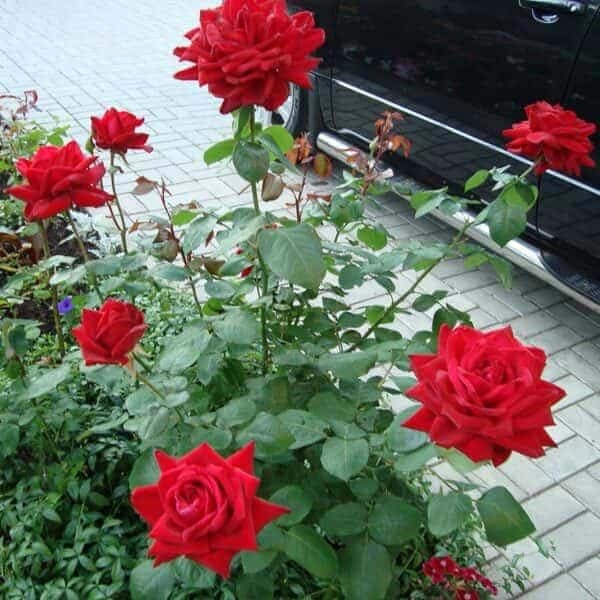 Саджанці троянди Ред Берлін (Red Berlin) 2024 фото