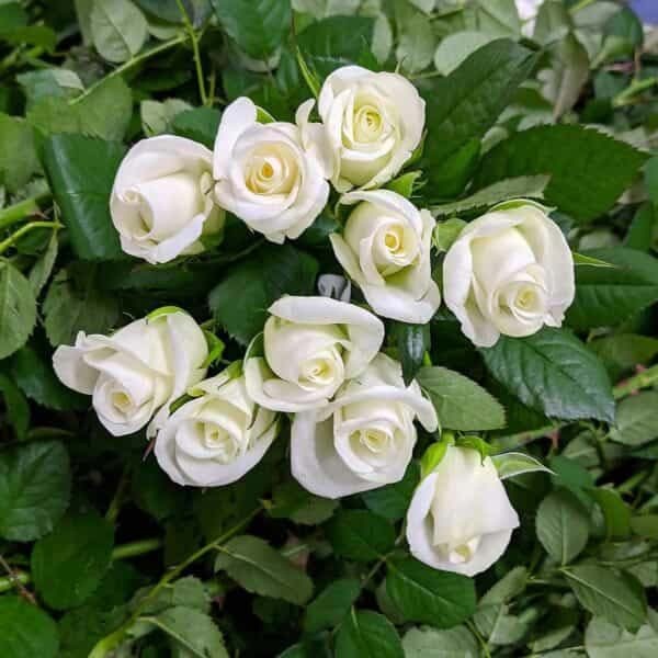 Саджанці троянди Акіто (Akito) 2022 фото