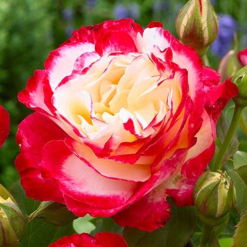 Саджанці троянди Дабл Делайт (Dabl Delajt) 2021 фото
