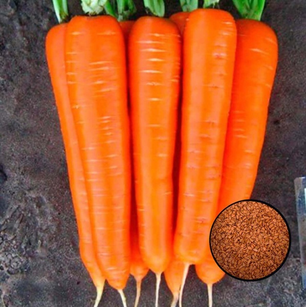 Морковь Лагуна F1 (Nunhems), 1 г (460 шт) 1284 фото