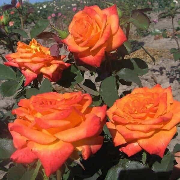 Саджанці троянди Моніка (Monica) 2019 фото