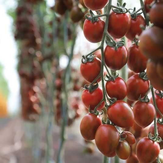 Томат KS 277 F1 семена купить в Украине | Kitano Seeds