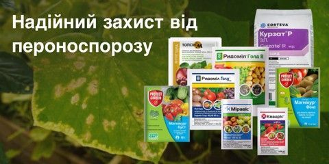 Препараты от пероноспороза на огурцах