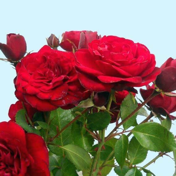 Саджанці троянди Фонтана (Fontana) 2013 фото
