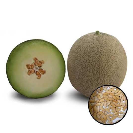 Диня KS 7044 F1 насіння купити в Україні | Kitano Seeds