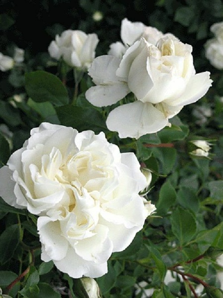 Саджанці троянди Уайт Мейділанд (White Meidiland) 2006 фото
