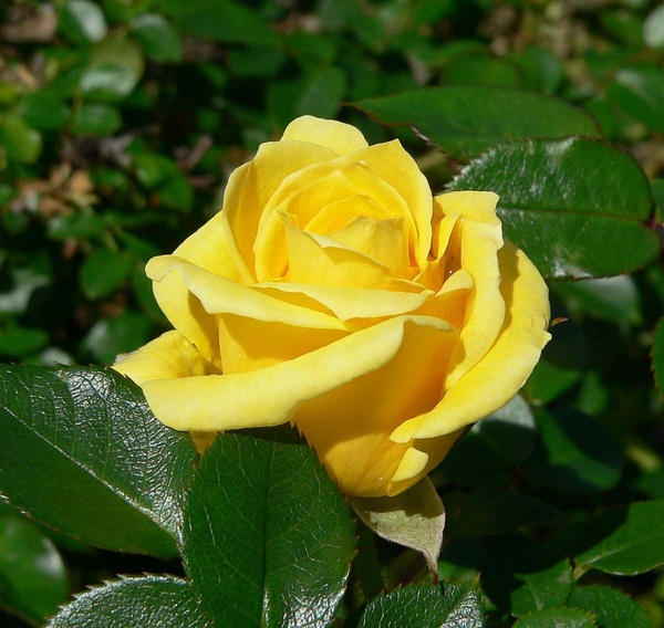 Саджанці троянди Дорола (Dorola) 2005 фото