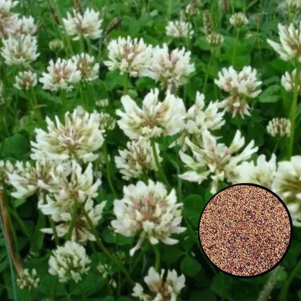 Газонная трава Rivendel (Клевер белый) (DLF Trifolium), 100 гр 2214 фото