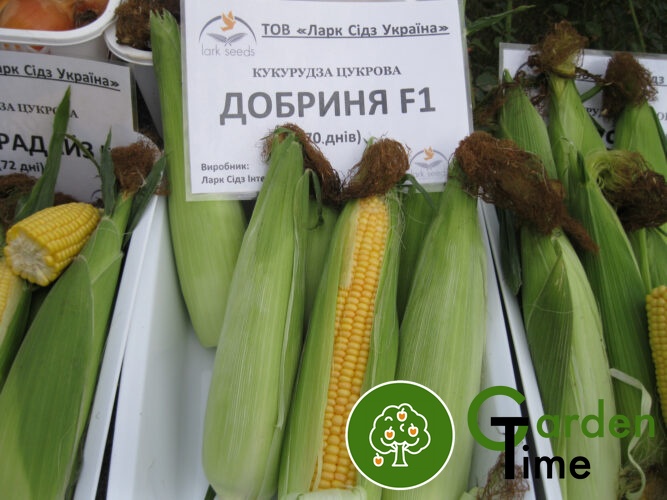 Кукурудза цукрова Добриня F1 (Lark Seeds), 25 шт 2451 фото