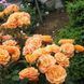 Саженцы роз Апрікот Клементін (Apricot Clementine) 1997 фото 1