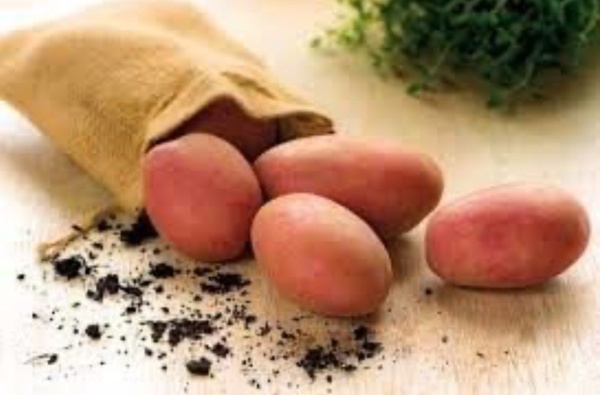 Картопля насіннєва Рікарда (Europlant) 1 репродукція, 3 кг 2197 фото