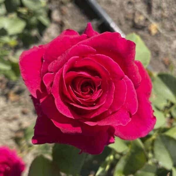 Саджанці троянди Марія Каллас (Maria Callas) 2026 фото